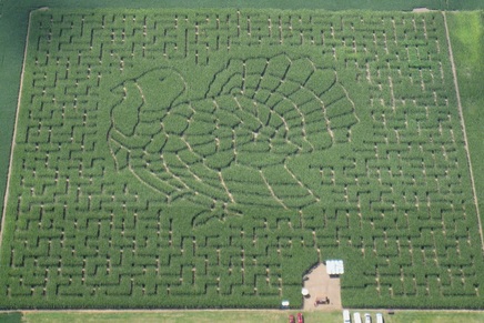 Corn Maze.jpg